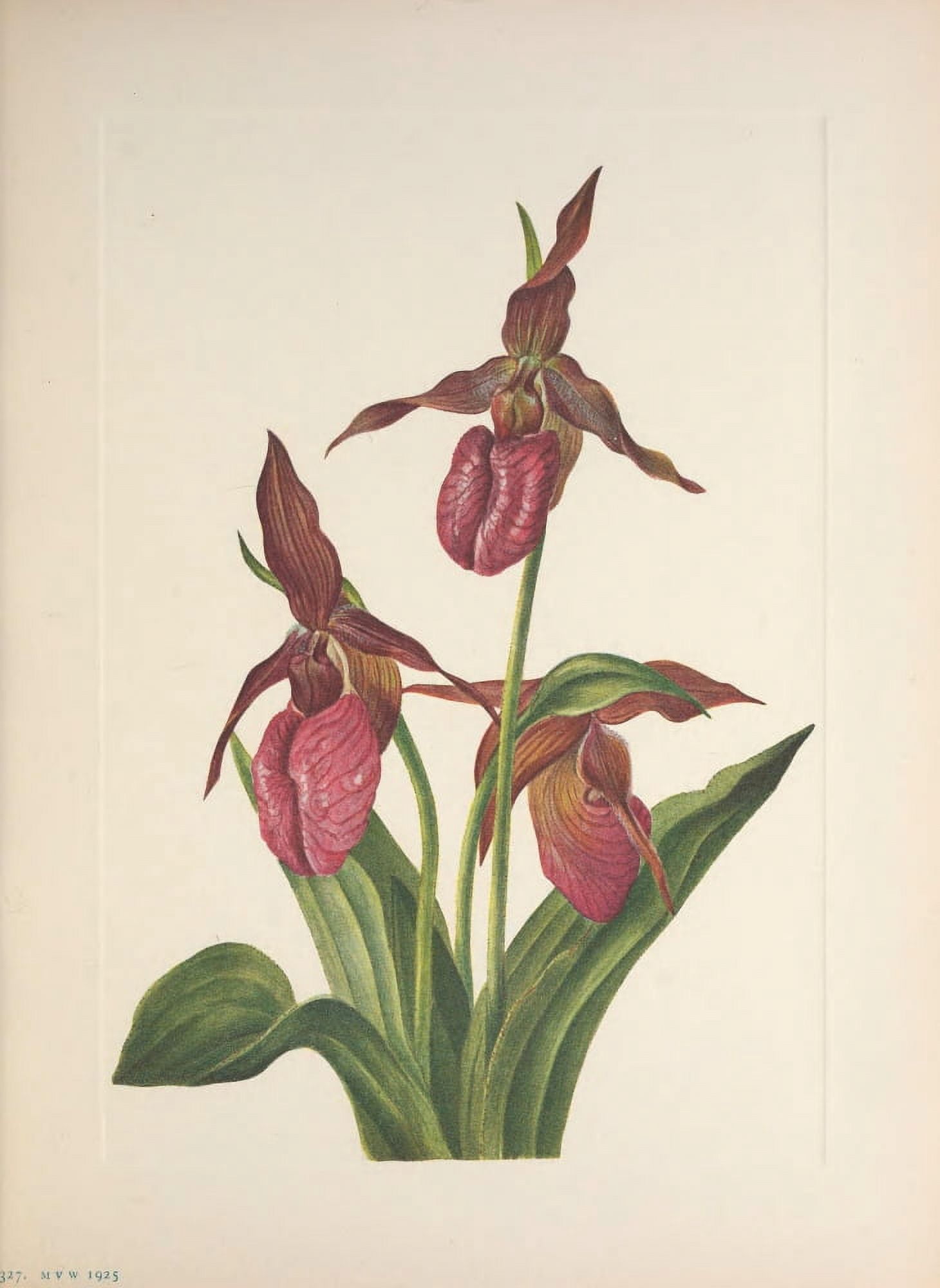 N American Wild Flowers 1925 Pink Ladyslipper Canvas Art - Mary V Walcott (18 x 24)