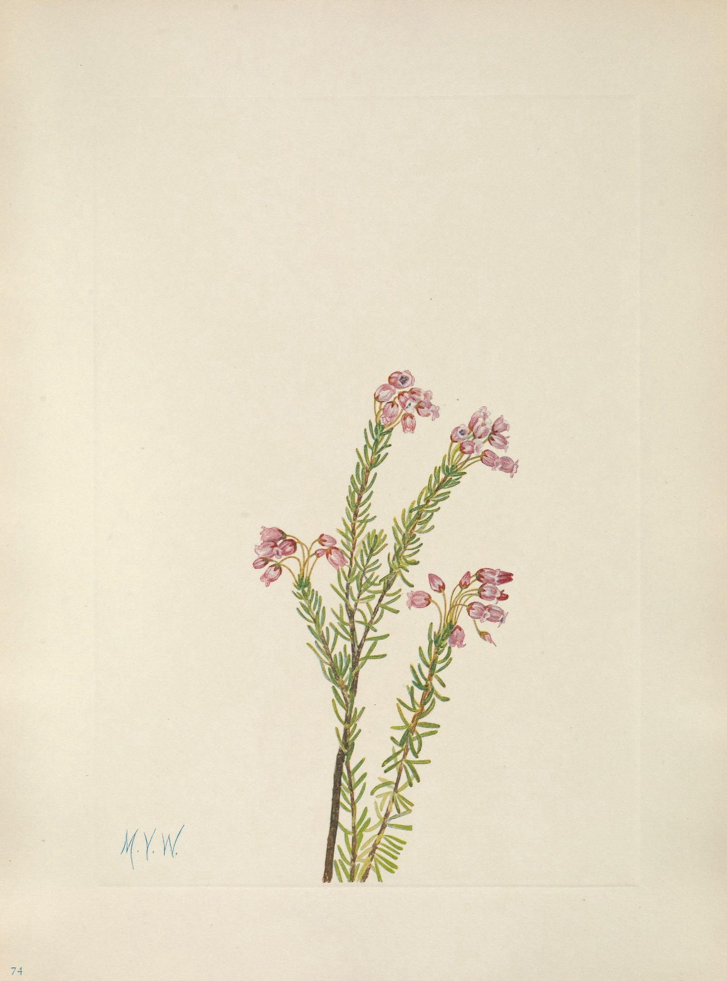 N American Wild Flowers 1925 Pink Mountain Heather Canvas Art - Mary V Walcott (18 x 24)