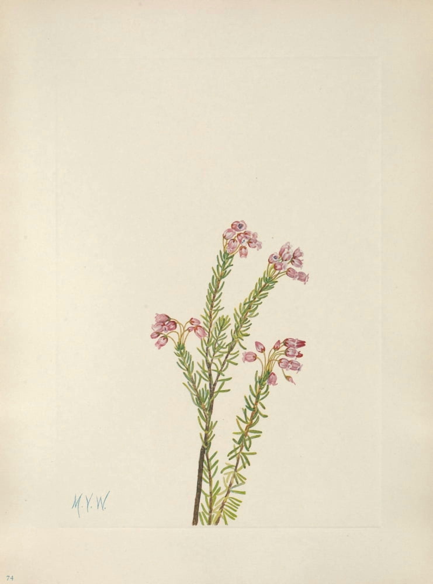 N American Wild Flowers 1925 Pink Mountain Heather Canvas Art - Mary V Walcott (24 x 36)