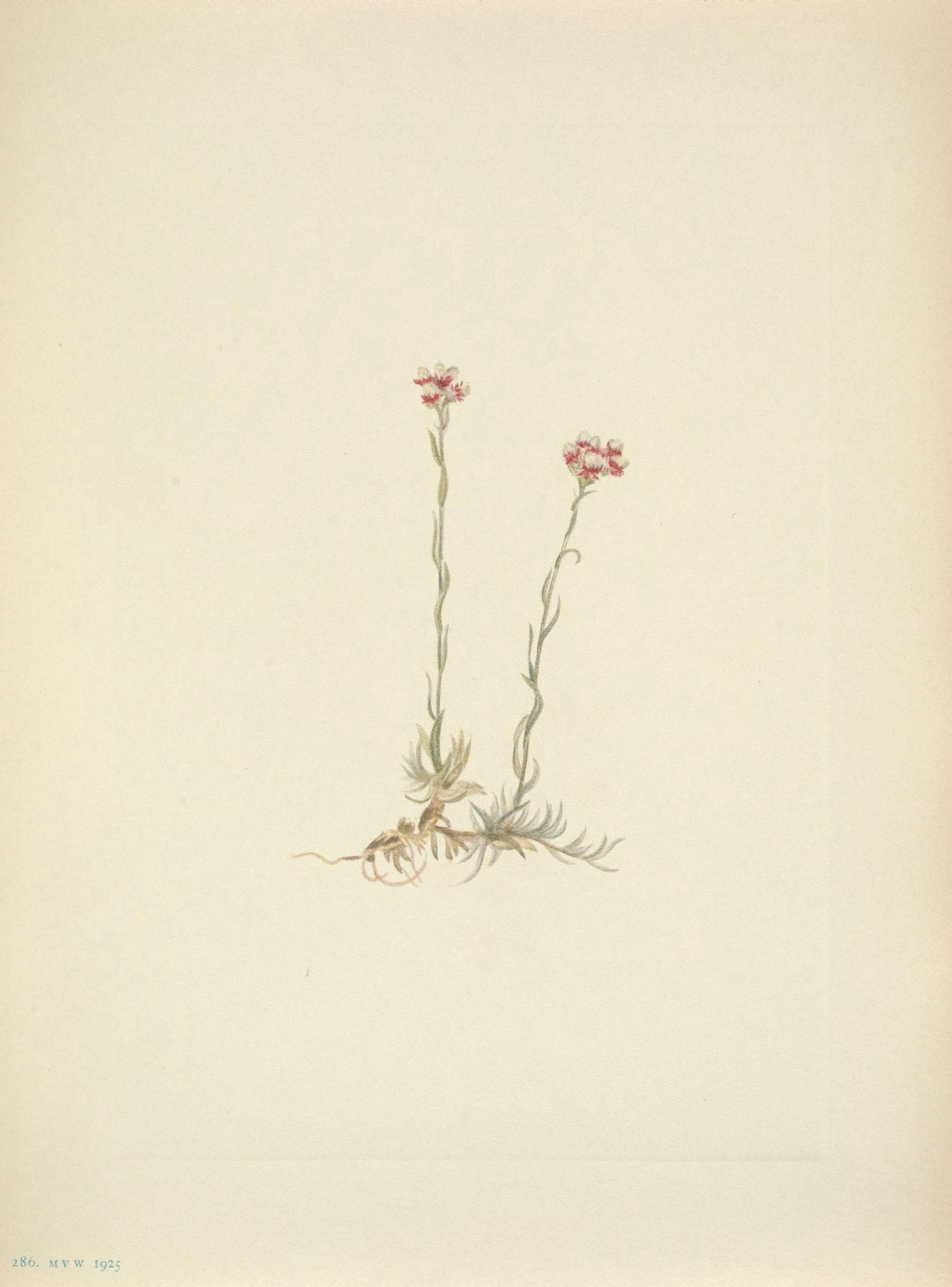 N American Wild Flowers 1925 Pink Pussytoes Canvas Art - Mary V Walcott (24 x 36)