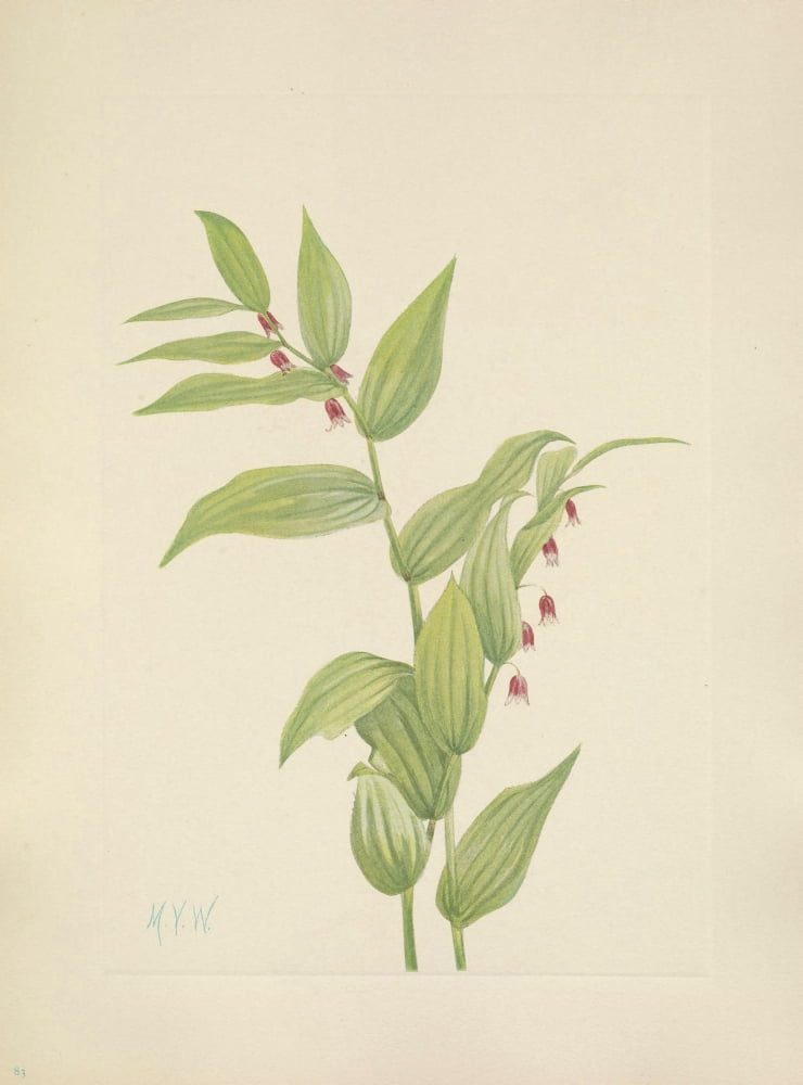 N American Wild Flowers 1925 Pink Twistedstalk Canvas Art - Mary V Walcott (24 x 36)