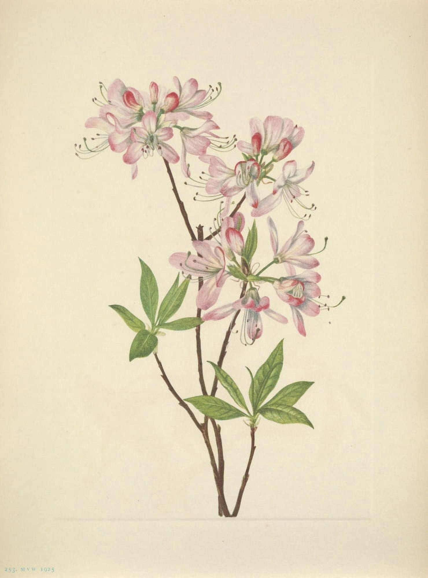N American Wild Flowers 1925 Pinkshell Azalea Canvas Art - Mary V Walcott (18 x 24)