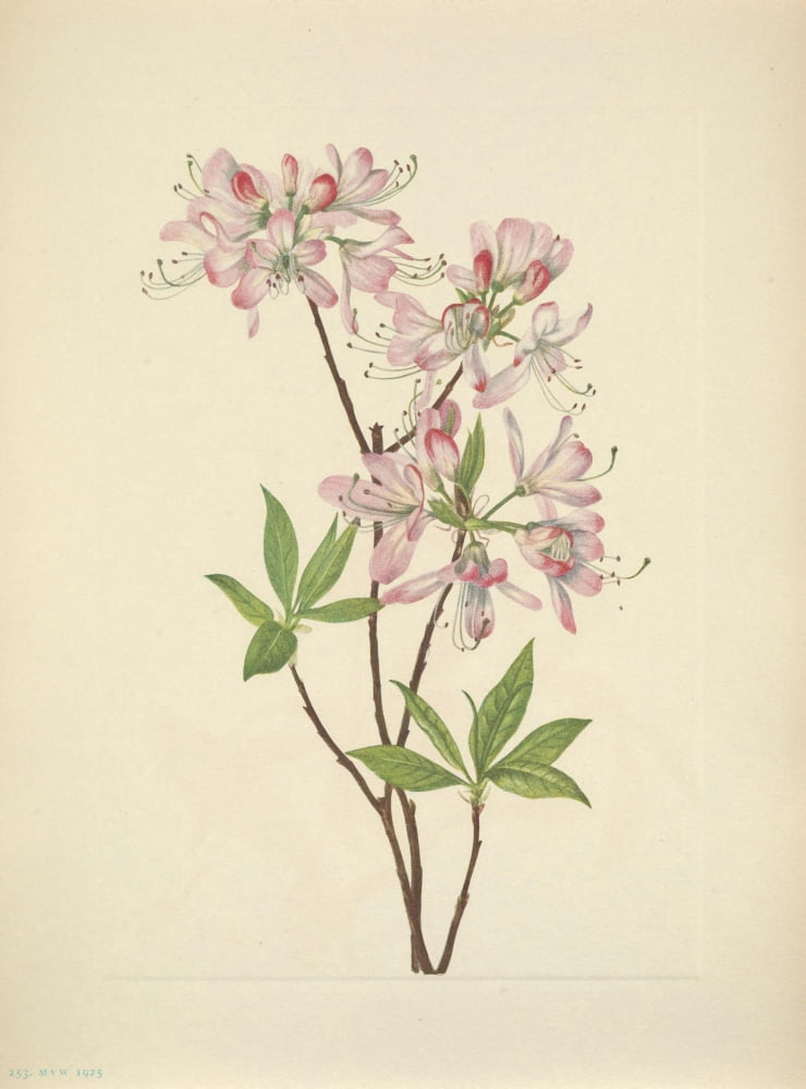 N American Wild Flowers 1925 Pinkshell Azalea Canvas Art - Mary V Walcott (24 x 36)