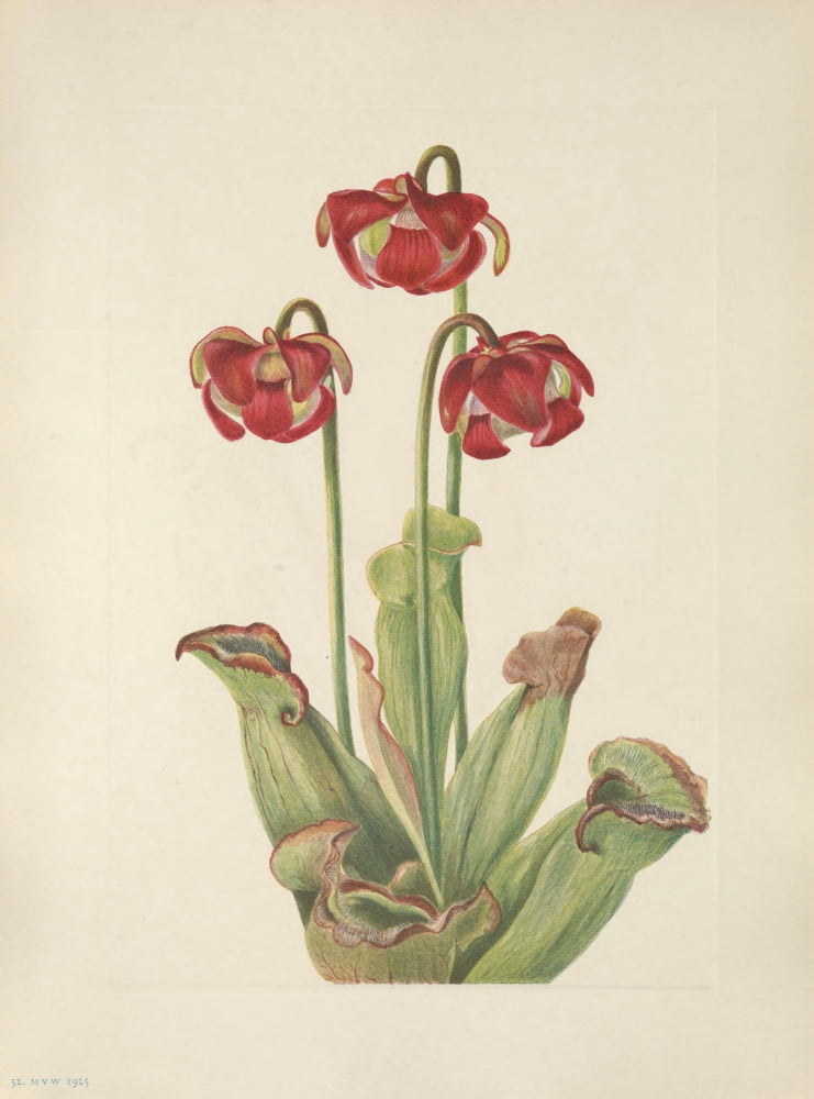 N American Wild Flowers 1925 Pitcherplant Canvas Art - Mary V Walcott (24 x 36)