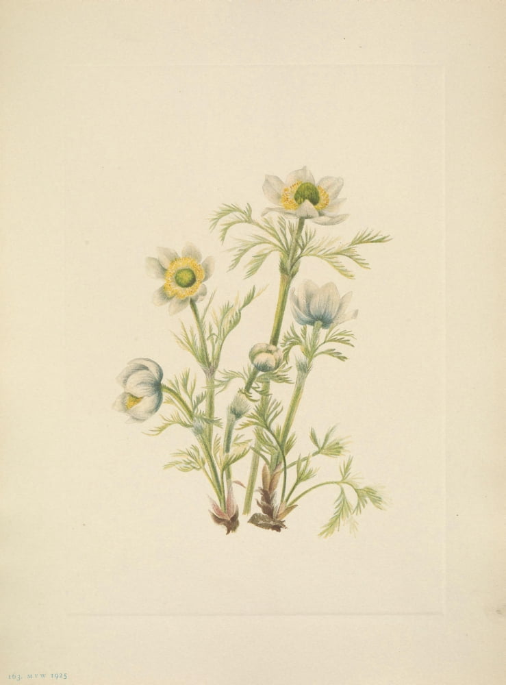 N American Wild Flowers 1925 Plume Anemone flower Canvas Art - Mary V Walcott (18 x 24)