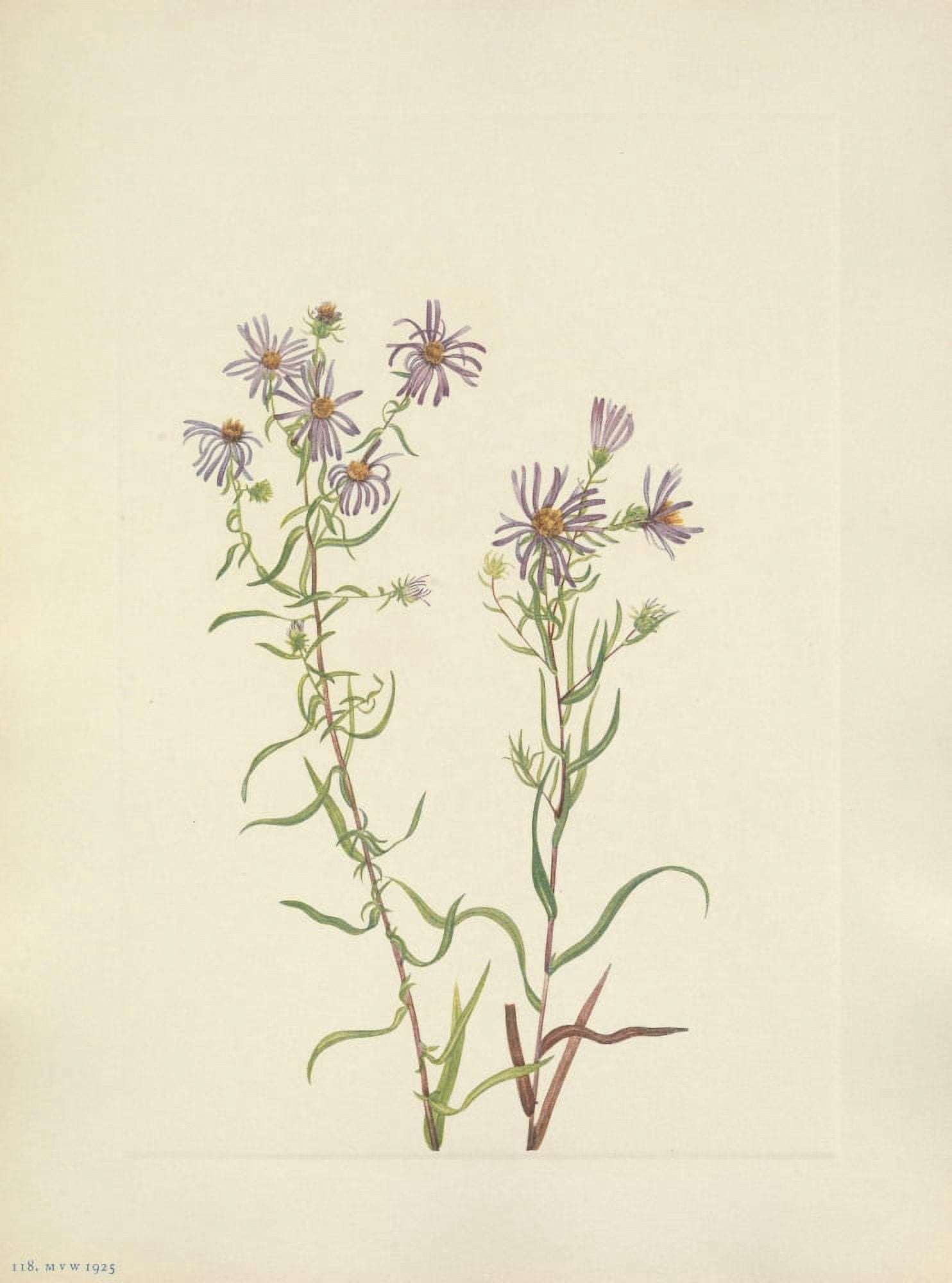 N American Wild Flowers 1925 Prairie Aster Canvas Art - Mary V Walcott (18 x 24)