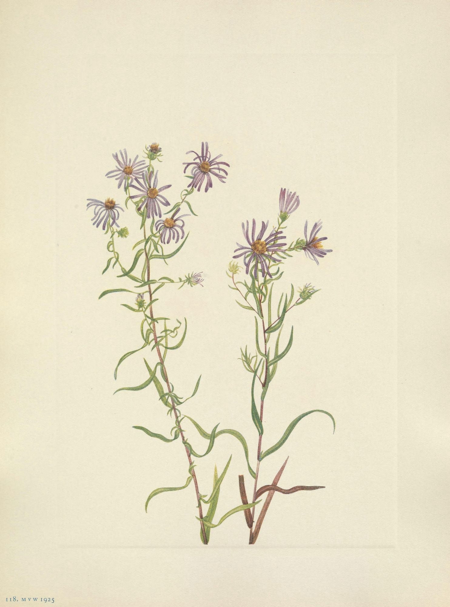N American Wild Flowers 1925 Prairie Aster Canvas Art - Mary V Walcott (24 x 36)