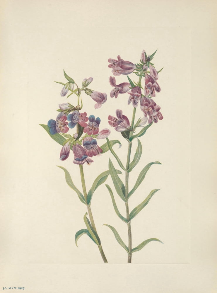 N American Wild Flowers 1925 Prairie Pentstemon Canvas Art - Mary V Walcott (18 x 24)
