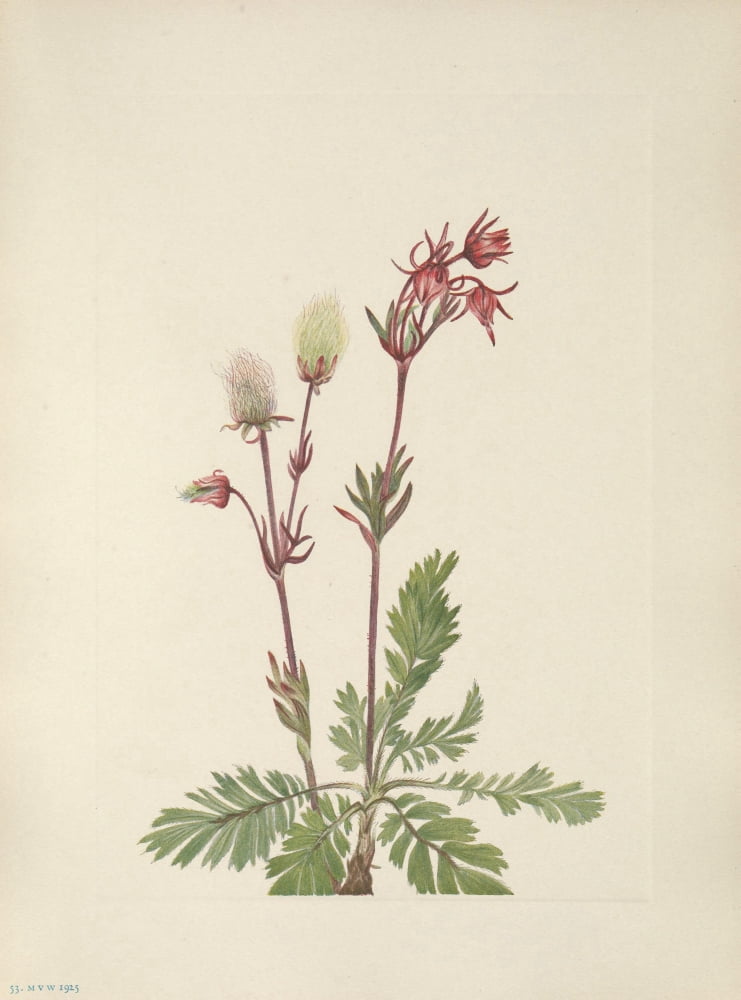 N American Wild Flowers 1925 Prairie Smoke Canvas Art - Mary V Walcott (18 x 24)