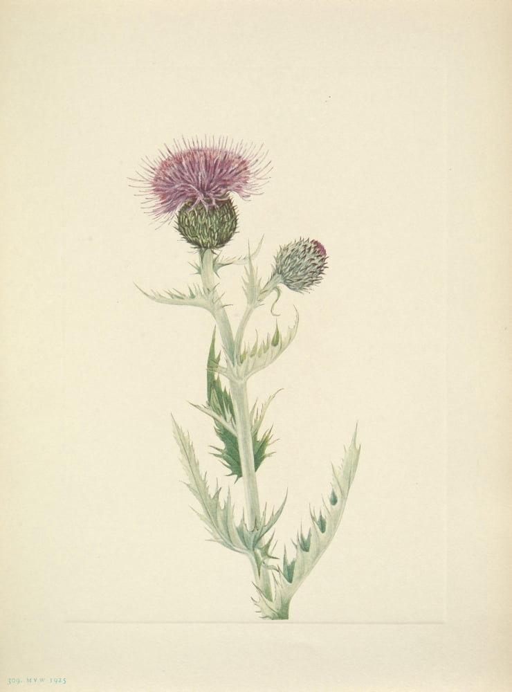 N American Wild Flowers 1925 Prairie Thistle Canvas Art - Mary V Walcott (24 x 36)