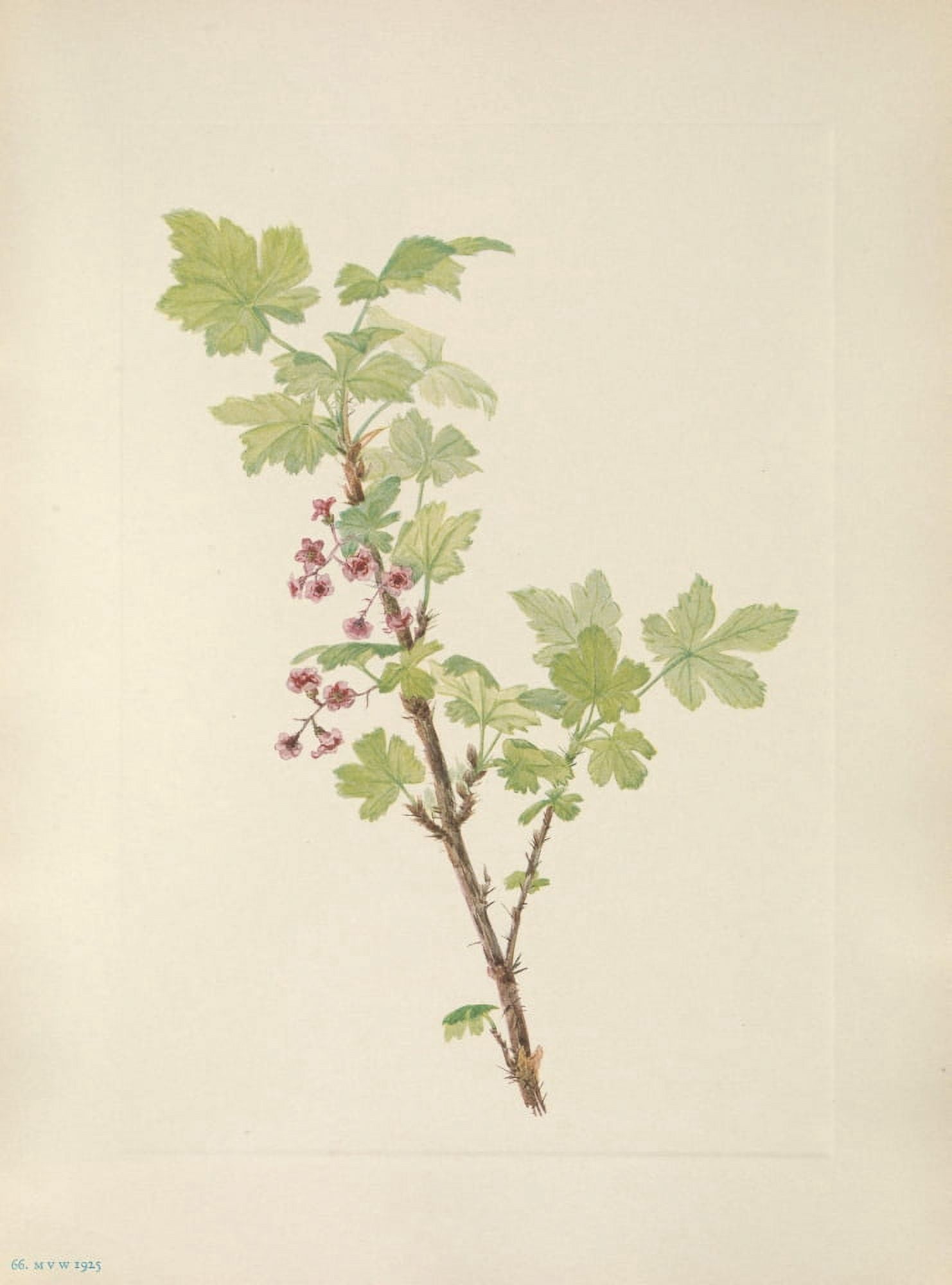 N American Wild Flowers 1925 Prickly Currant flower Canvas Art - Mary V Walcott (24 x 36)