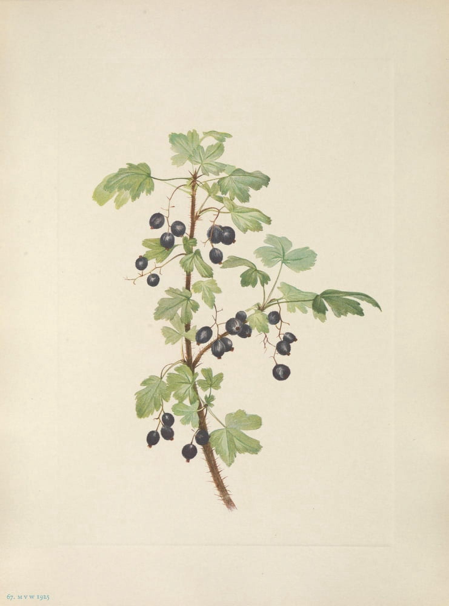 N American Wild Flowers 1925 Prickly Currant fruit Canvas Art - Mary V Walcott (18 x 24)
