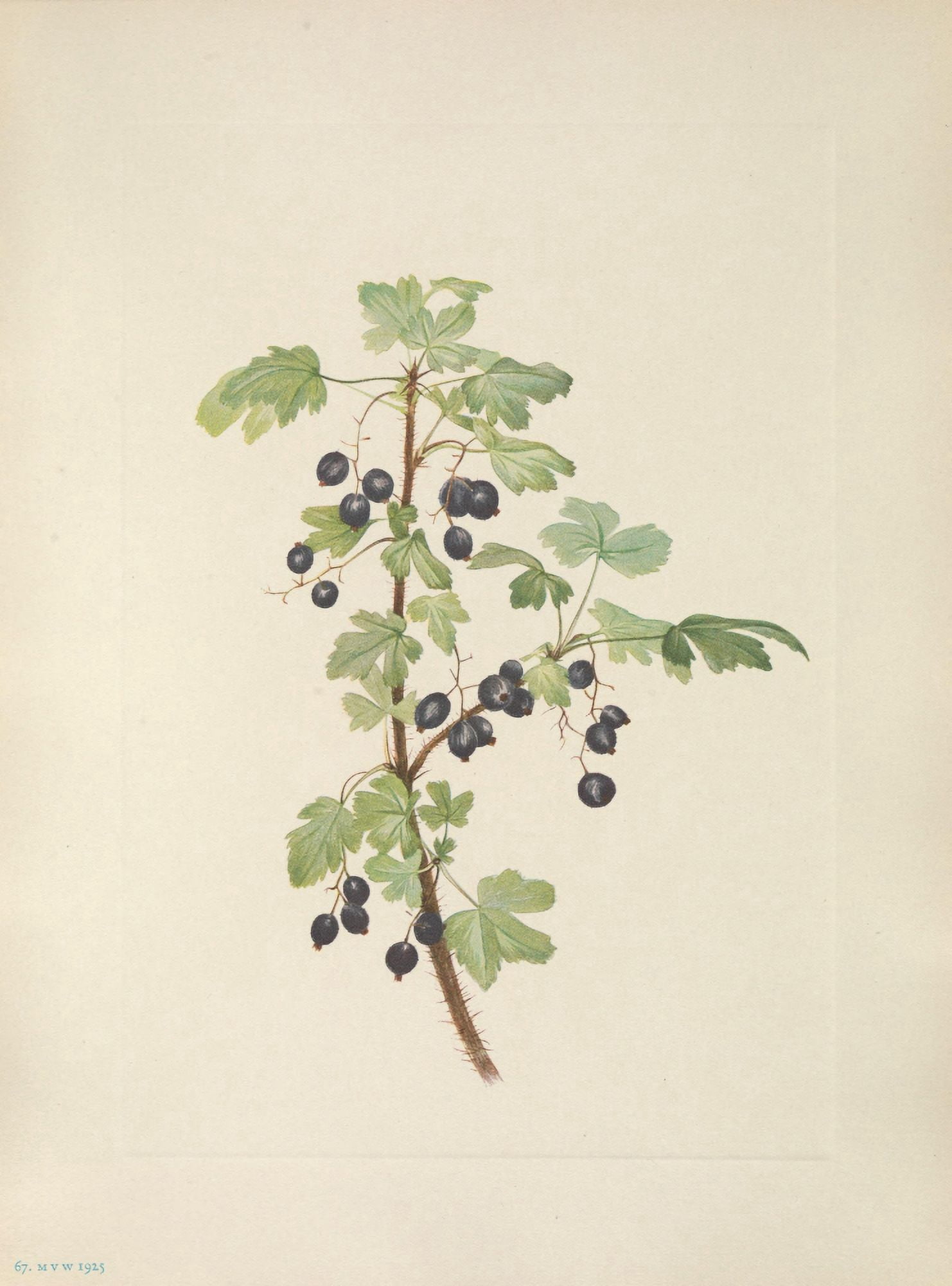 N American Wild Flowers 1925 Prickly Currant fruit Canvas Art - Mary V Walcott (24 x 36)