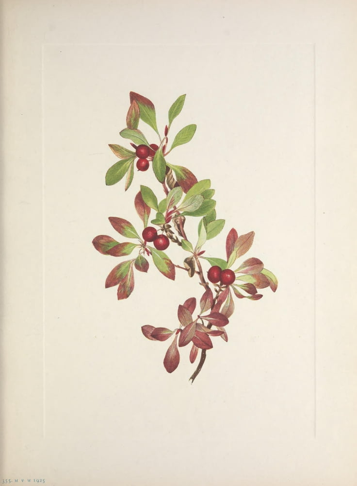 N American Wild Flowers 1925 Ptarmiganberry Canvas Art - Mary V Walcott (18 x 24)