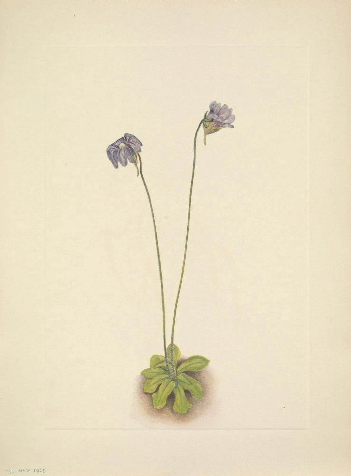 N American Wild Flowers 1925 Purple Butterwort Canvas Art - Mary V Walcott (18 x 24)
