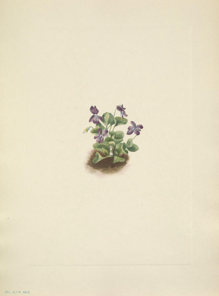 N American Wild Flowers 1925 Purple Mountain Violet Canvas Art - Mary V Walcott (24 x 36)