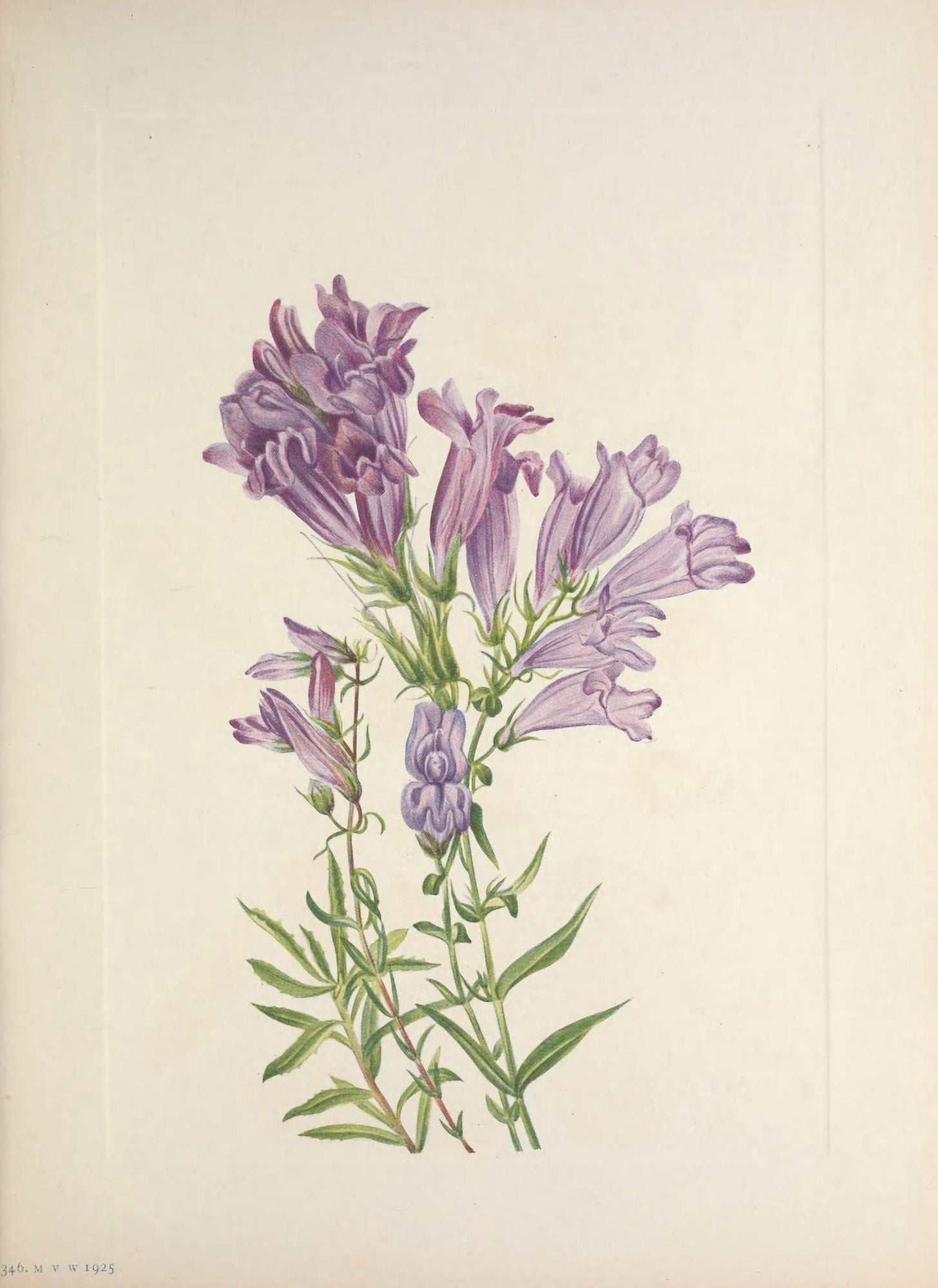 N American Wild Flowers 1925 Purple Pentstemon Canvas Art - Mary V Walcott (18 x 24)