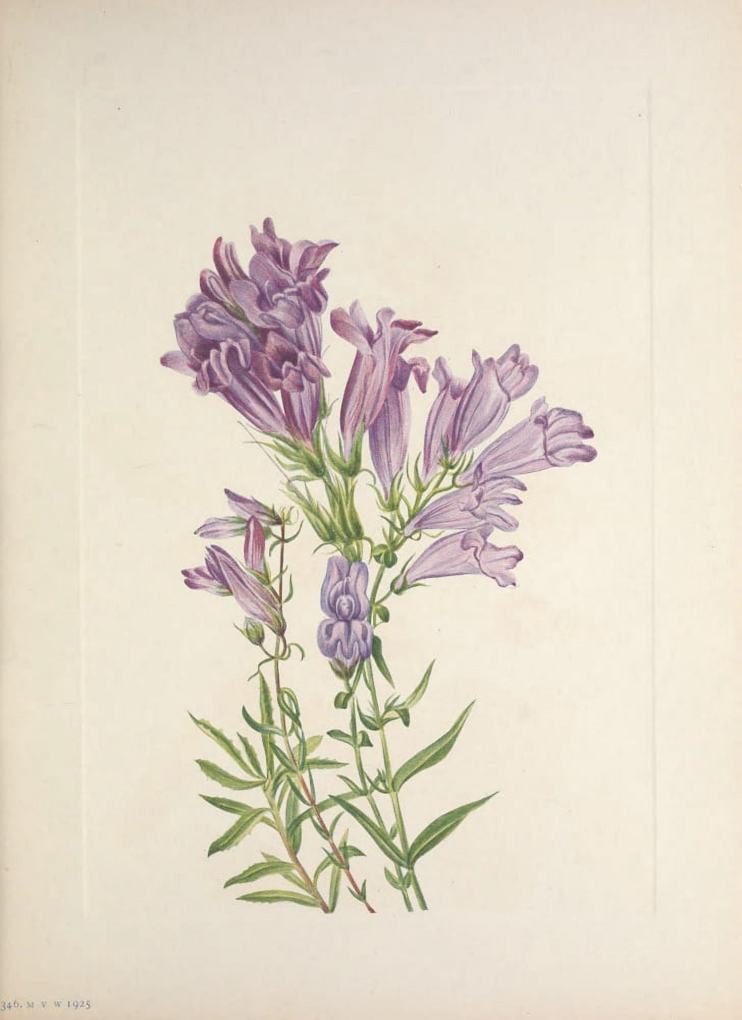 N American Wild Flowers 1925 Purple Pentstemon Canvas Art - Mary V Walcott (24 x 36)