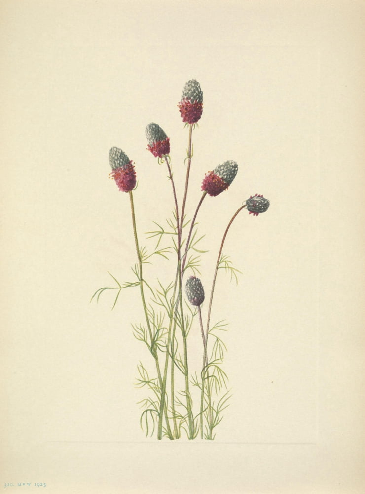 N American Wild Flowers 1925 Purple Prairieclover Canvas Art - Mary V Walcott (18 x 24)