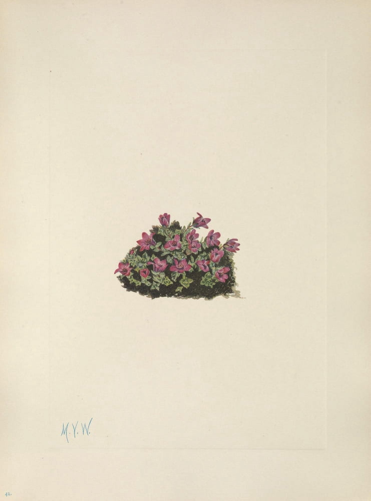 N American Wild Flowers 1925 Purple Saxifrage Canvas Art - Mary V Walcott (24 x 36)