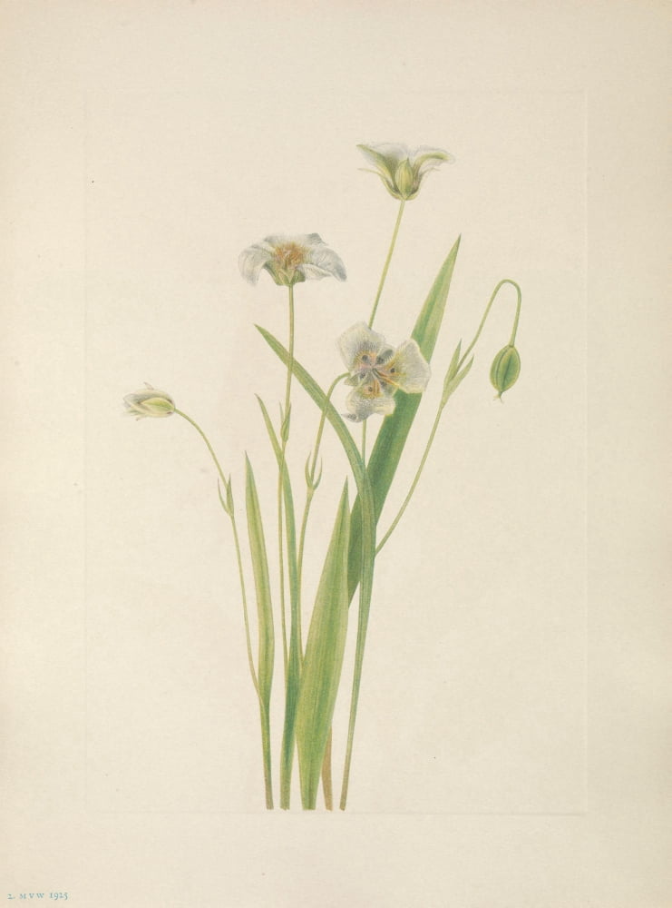 N American Wild Flowers 1925 Pussy Ears Canvas Art - Mary V Walcott (24 x 36)