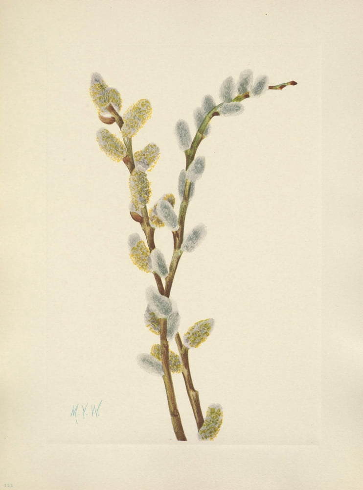 N American Wild Flowers 1925 Pussy Willow Canvas Art - Mary V Walcott (18 x 24)