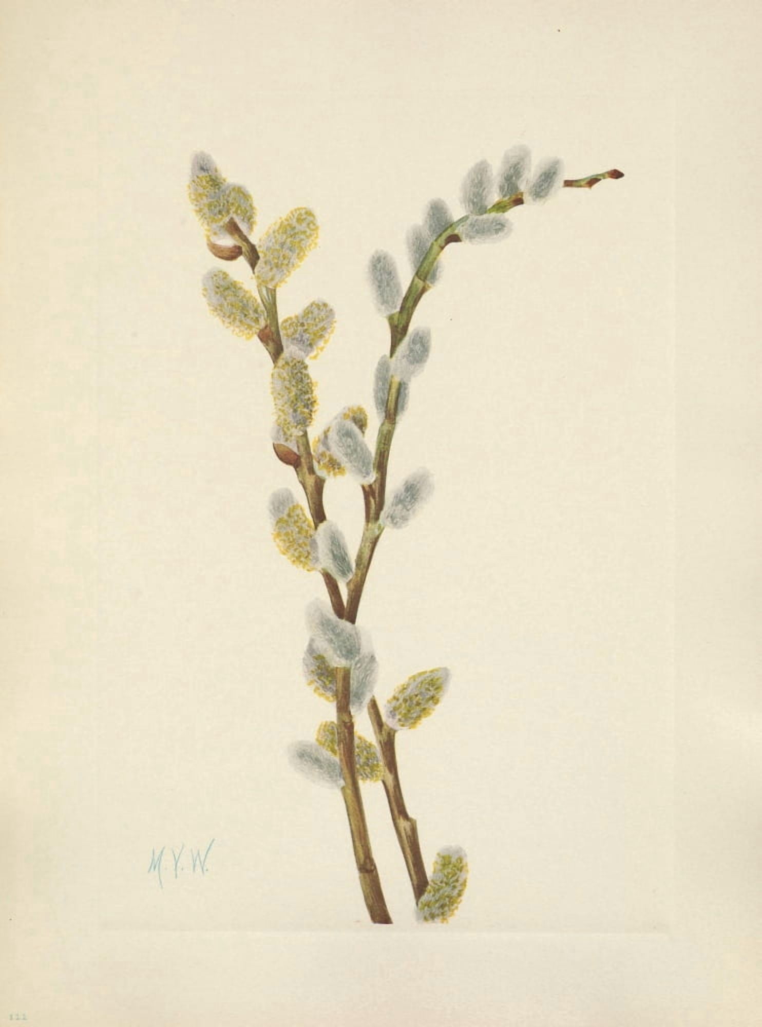 N American Wild Flowers 1925 Pussy Willow Canvas Art - Mary V Walcott (24 x 36)