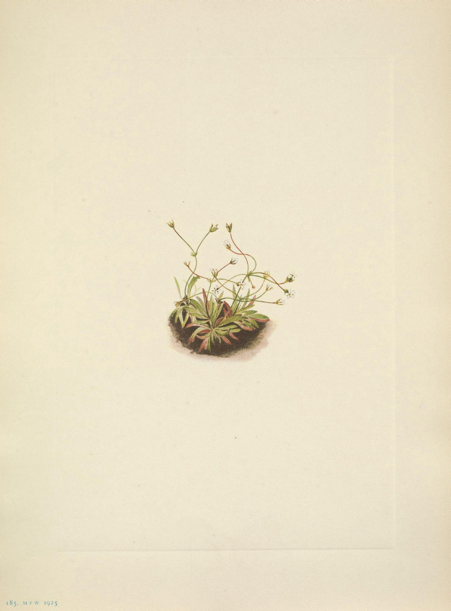 N American Wild Flowers 1925 Pygmy Androsace Canvas Art - Mary V Walcott (18 x 24)