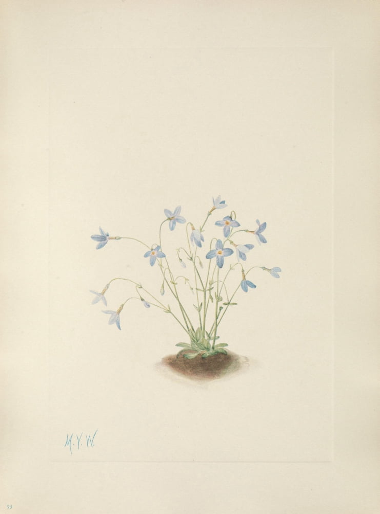 N American Wild Flowers 1925 Quakerladies Canvas Art - Mary V Walcott (18 x 24)