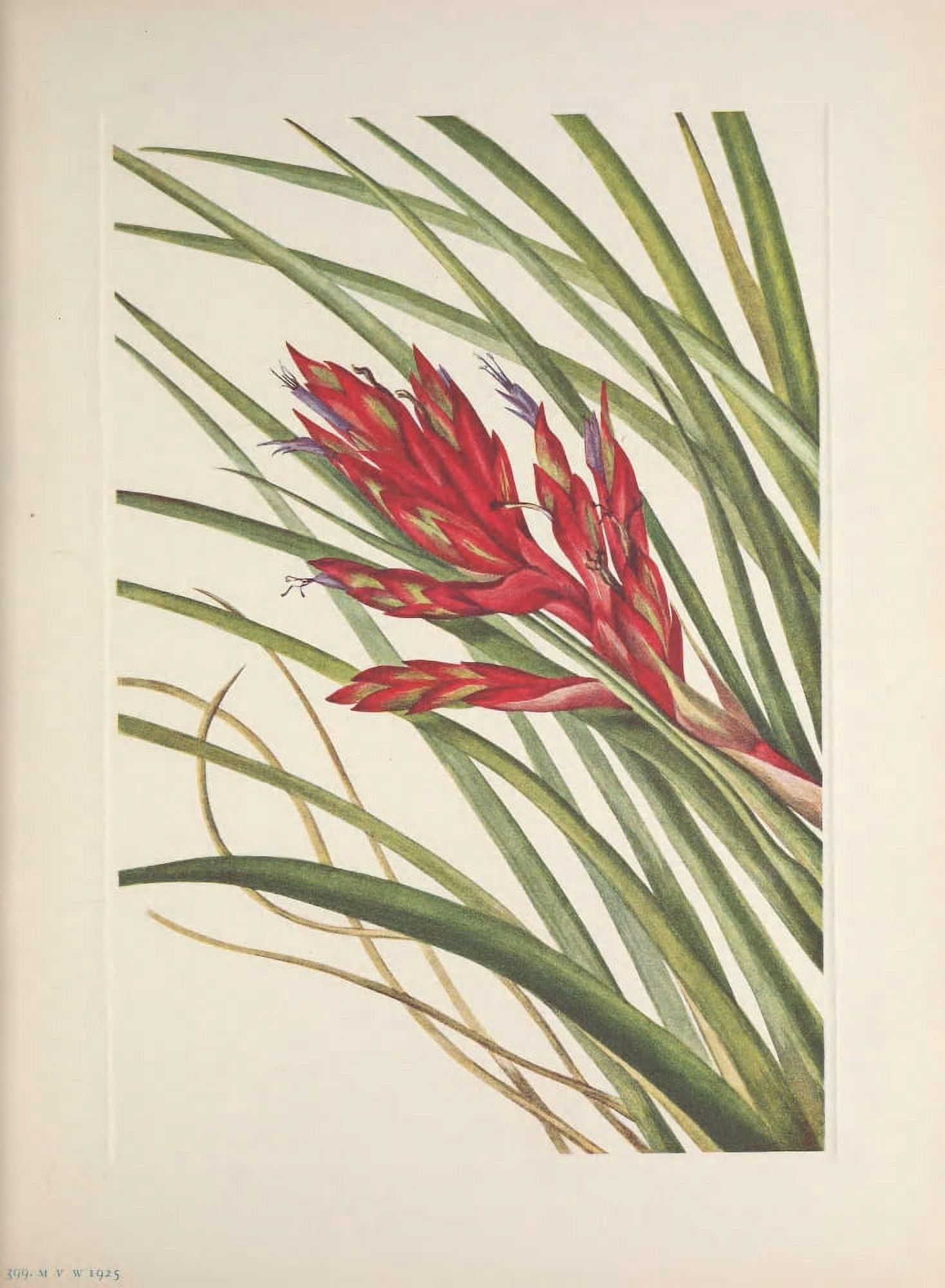 N American Wild Flowers 1925 Quill-leaf Tillandsia Canvas Art - Mary V Walcott (18 x 24)