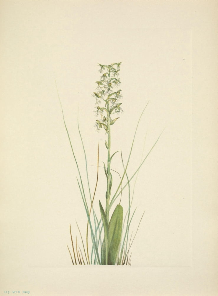 N American Wild Flowers 1925 Ragged Fringe-orchid Canvas Art - Mary V Walcott (24 x 36)