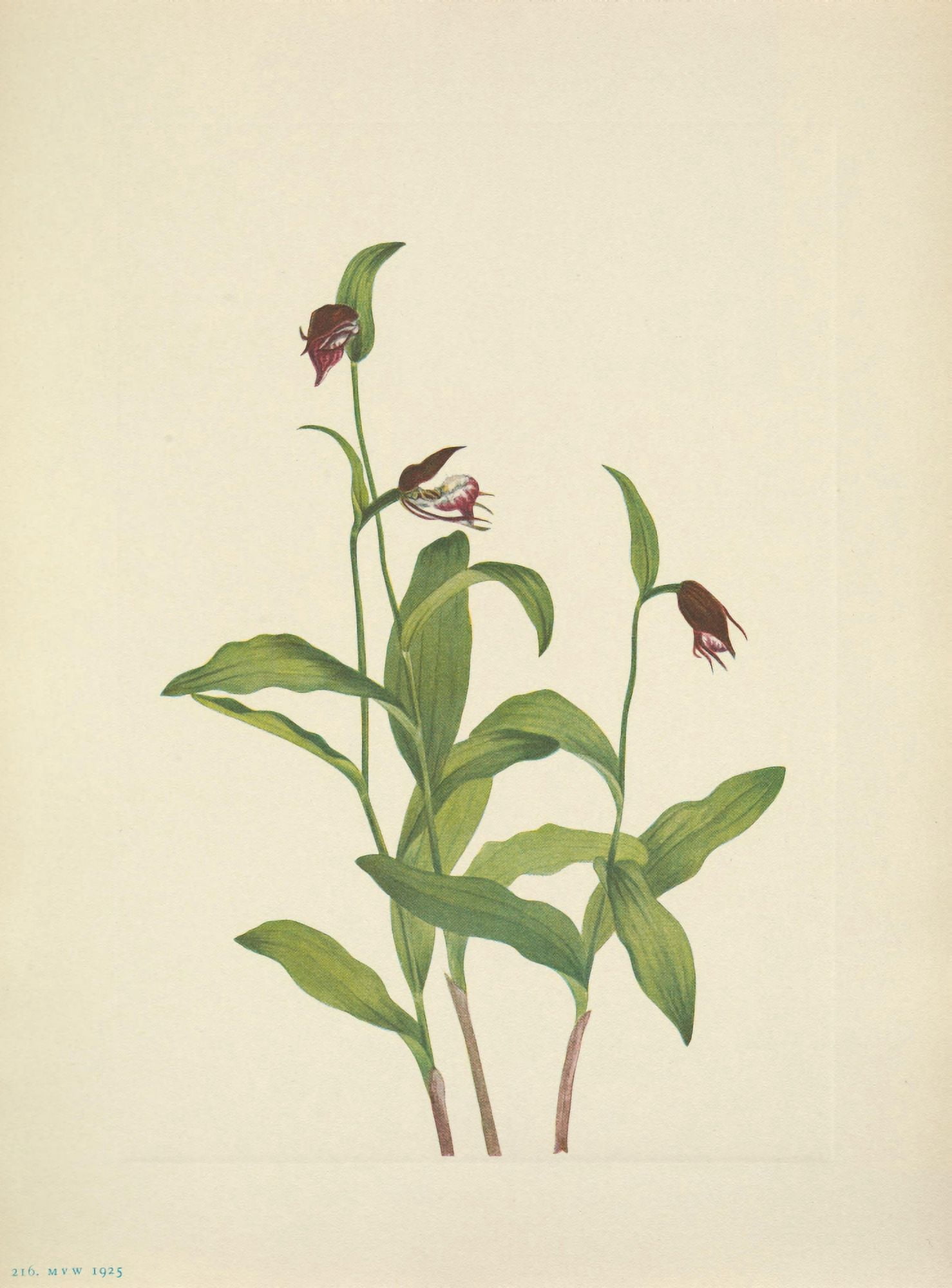 N American Wild Flowers 1925 Ramshead Ladyslipper Canvas Art - Mary V Walcott (24 x 36)