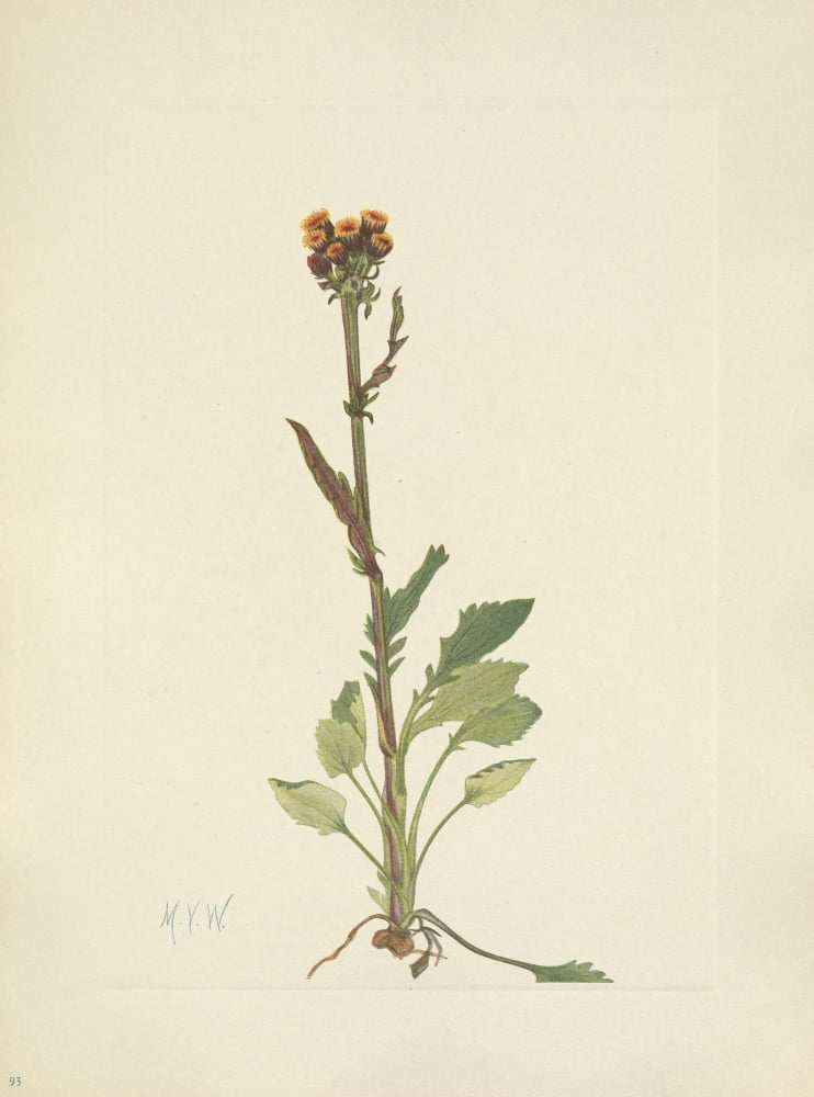 N American Wild Flowers 1925 Rayless Groundsel Canvas Art - Mary V Walcott (18 x 24)