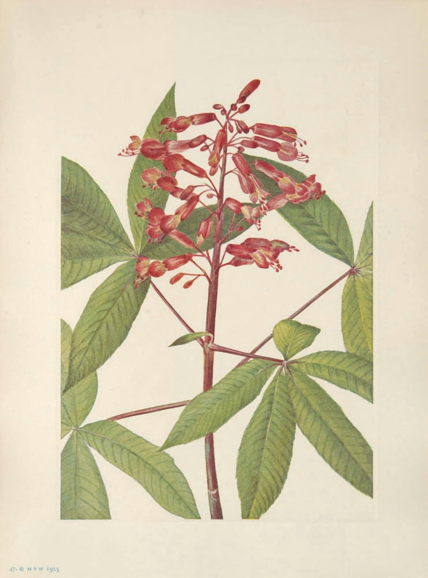 N American Wild Flowers 1925 Red Buckeye Canvas Art - Mary V Walcott (18 x 24)