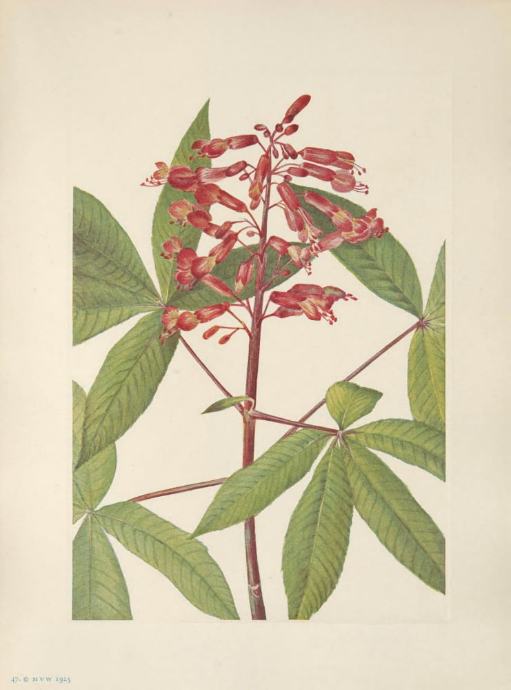 N American Wild Flowers 1925 Red Buckeye Canvas Art - Mary V Walcott (24 x 36)