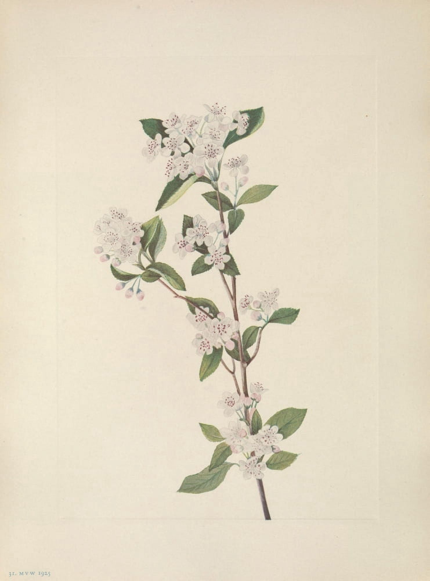 N American Wild Flowers 1925 Red Chokeberry flower Canvas Art - Mary V Walcott (18 x 24)
