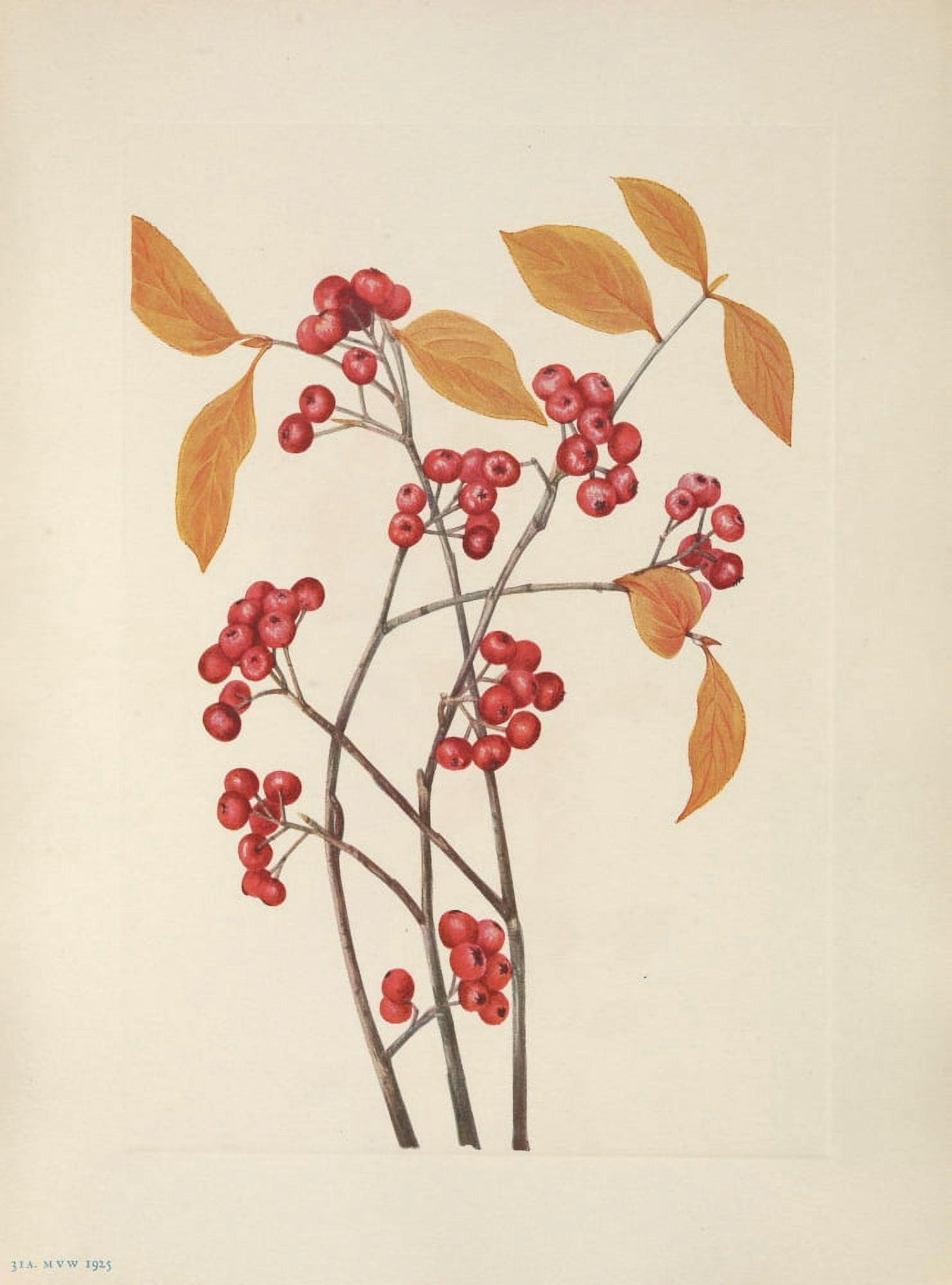 N American Wild Flowers 1925 Red Chokeberry fruit Canvas Art - Mary V Walcott (18 x 24)
