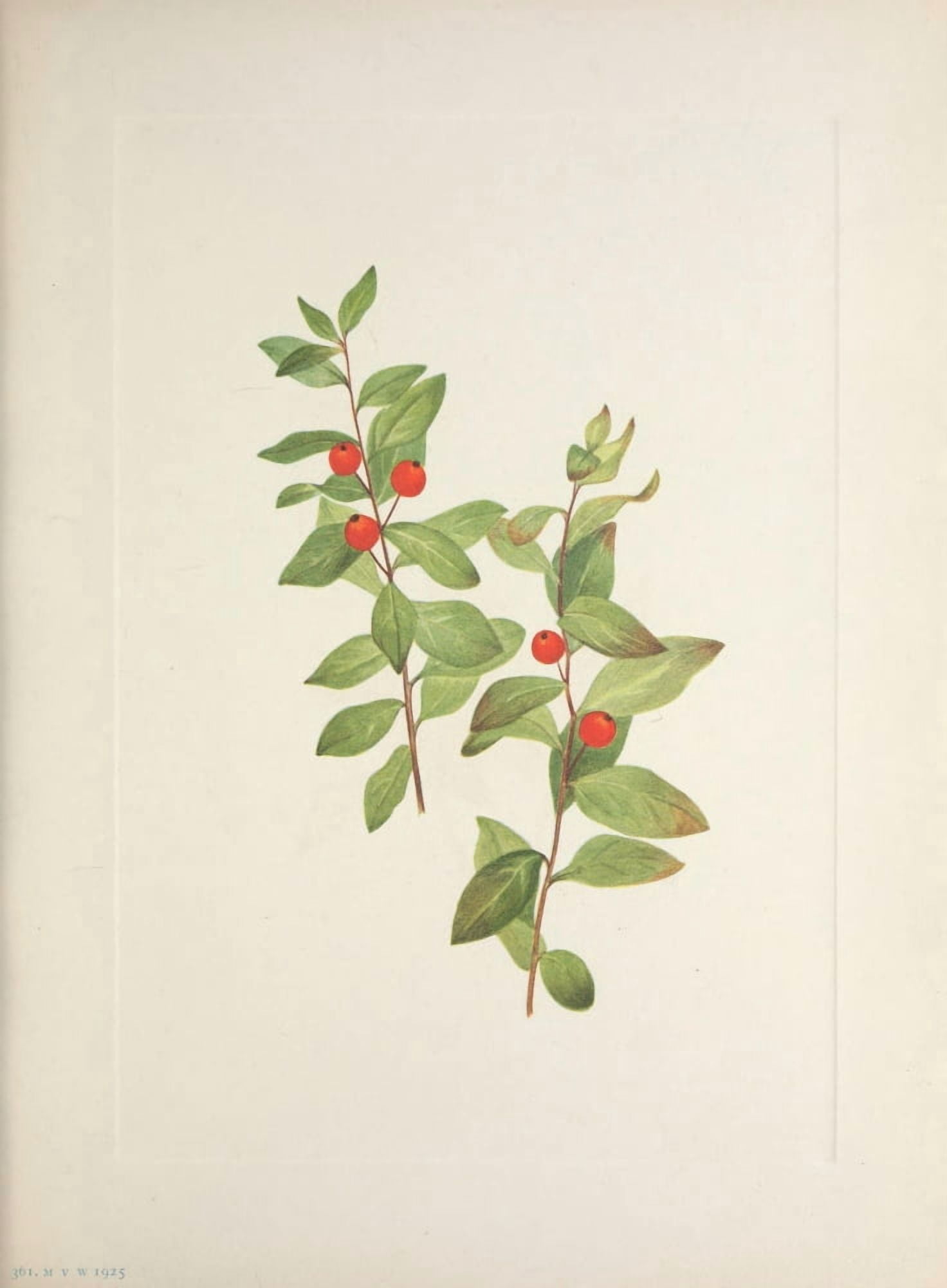N American Wild Flowers 1925 Red Comandra Canvas Art - Mary V Walcott (24 x 36)