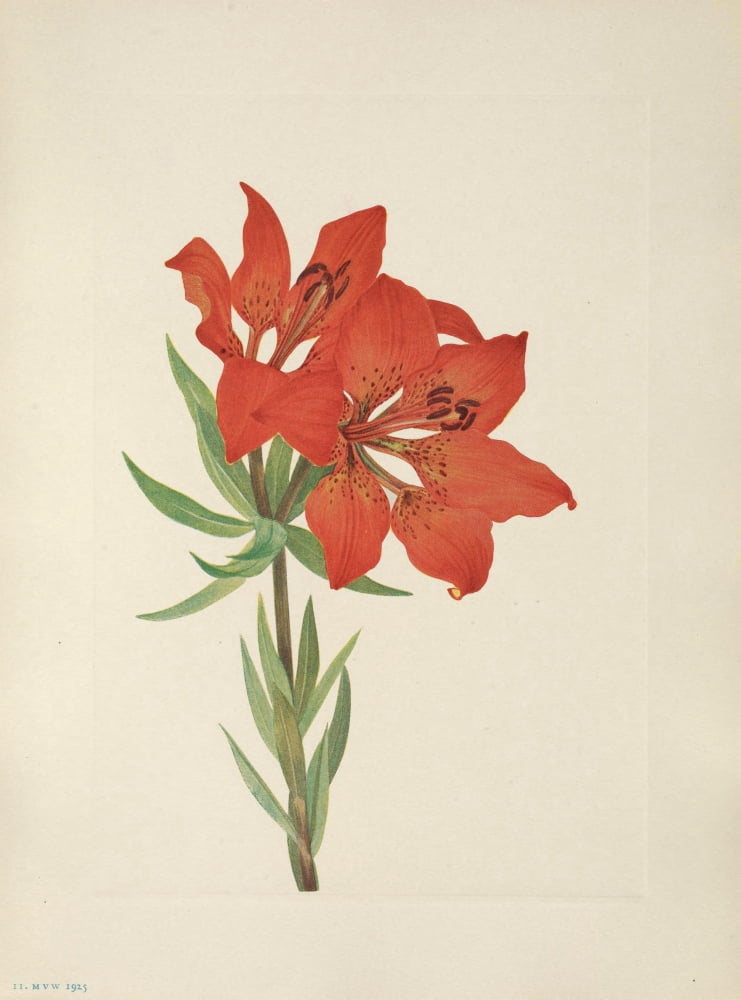 N American Wild Flowers 1925 Red Lily Canvas Art - Mary V Walcott (18 x 24)