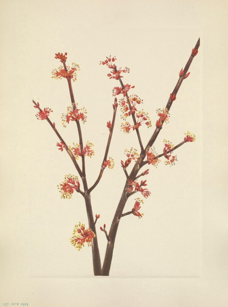 N American Wild Flowers 1925 Red Maple Canvas Art - Mary V Walcott (18 x 24)