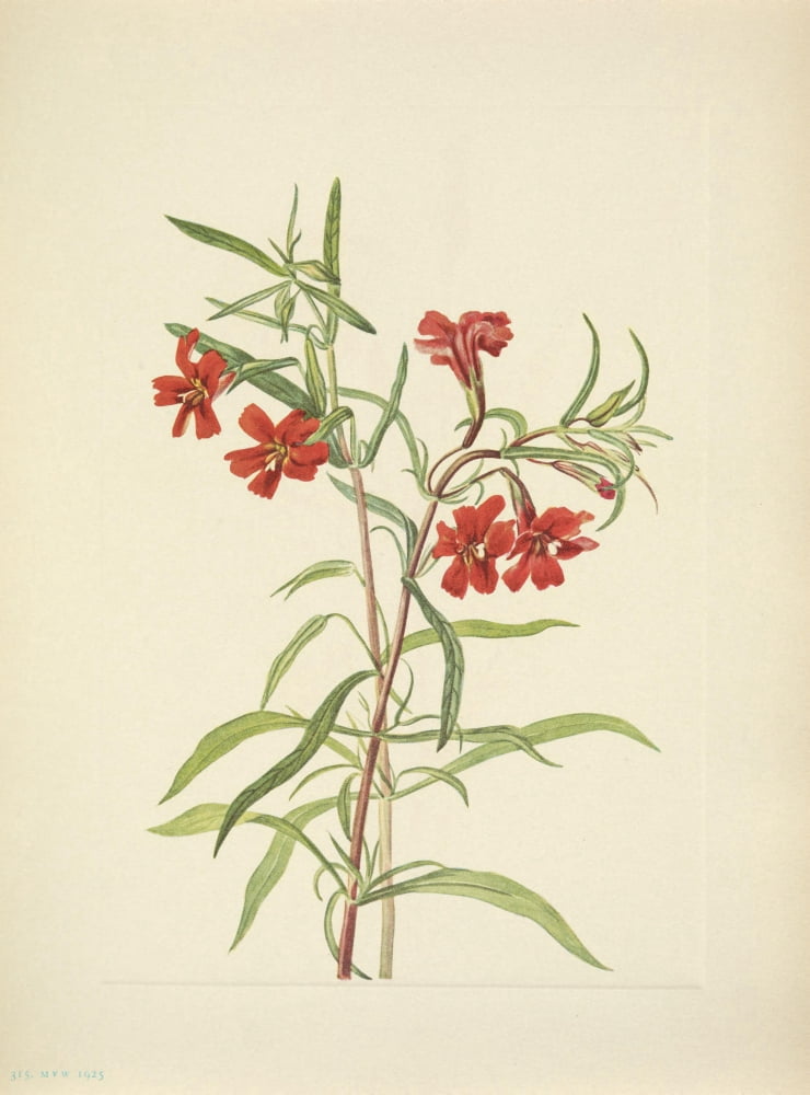 N American Wild Flowers 1925 Red Monkeyflower Canvas Art - Mary V Walcott (18 x 24)