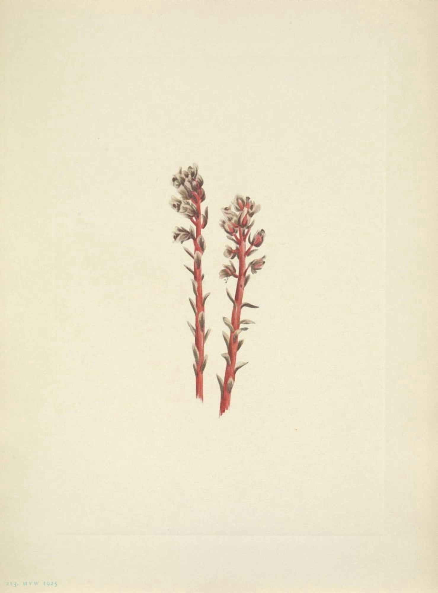 N American Wild Flowers 1925 Red Pinesap Canvas Art - Mary V Walcott (18 x 24)