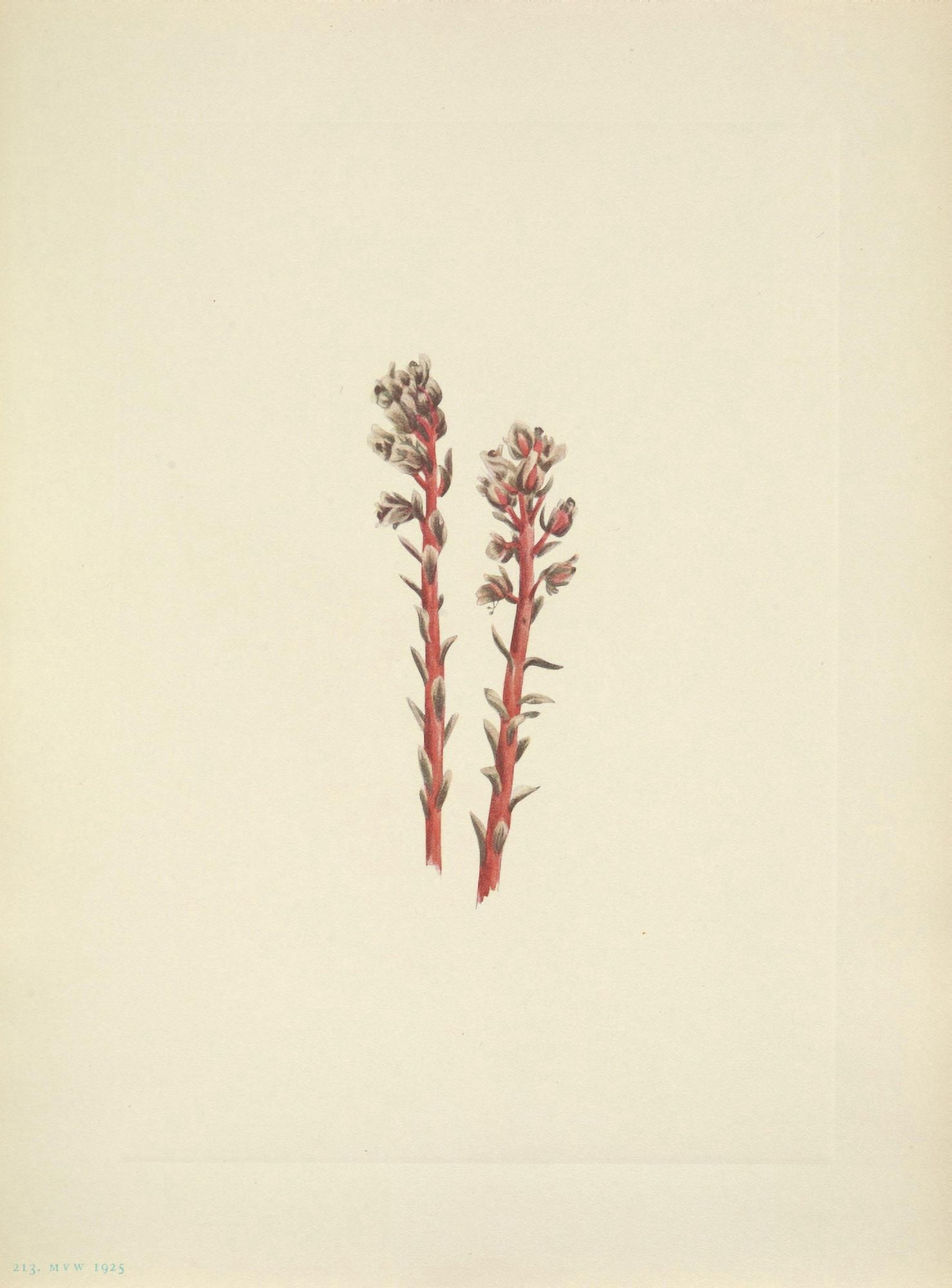 N American Wild Flowers 1925 Red Pinesap Canvas Art - Mary V Walcott (24 x 36)