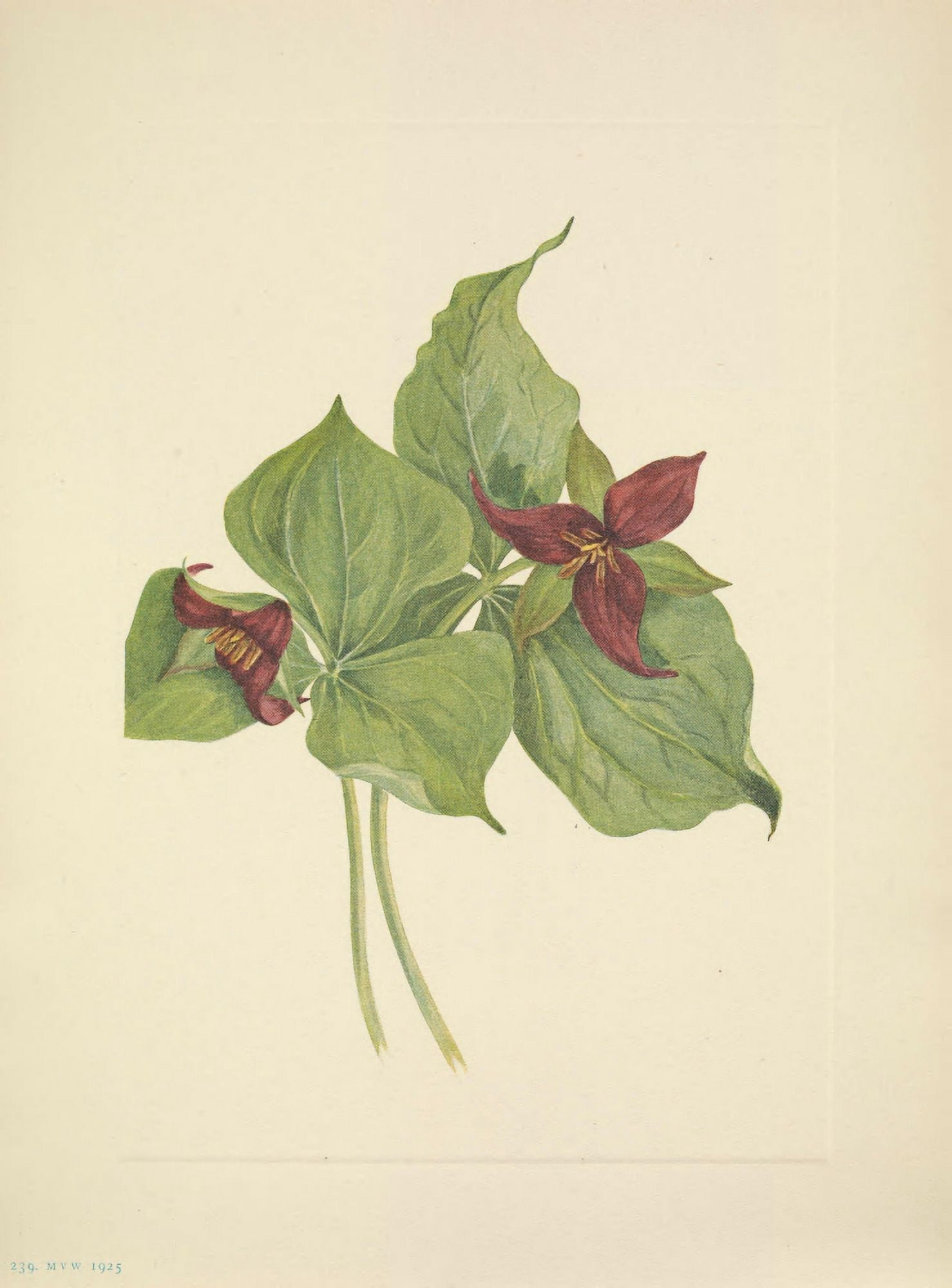 N American Wild Flowers 1925 Red Trillium Canvas Art - Mary V Walcott (24 x 36)