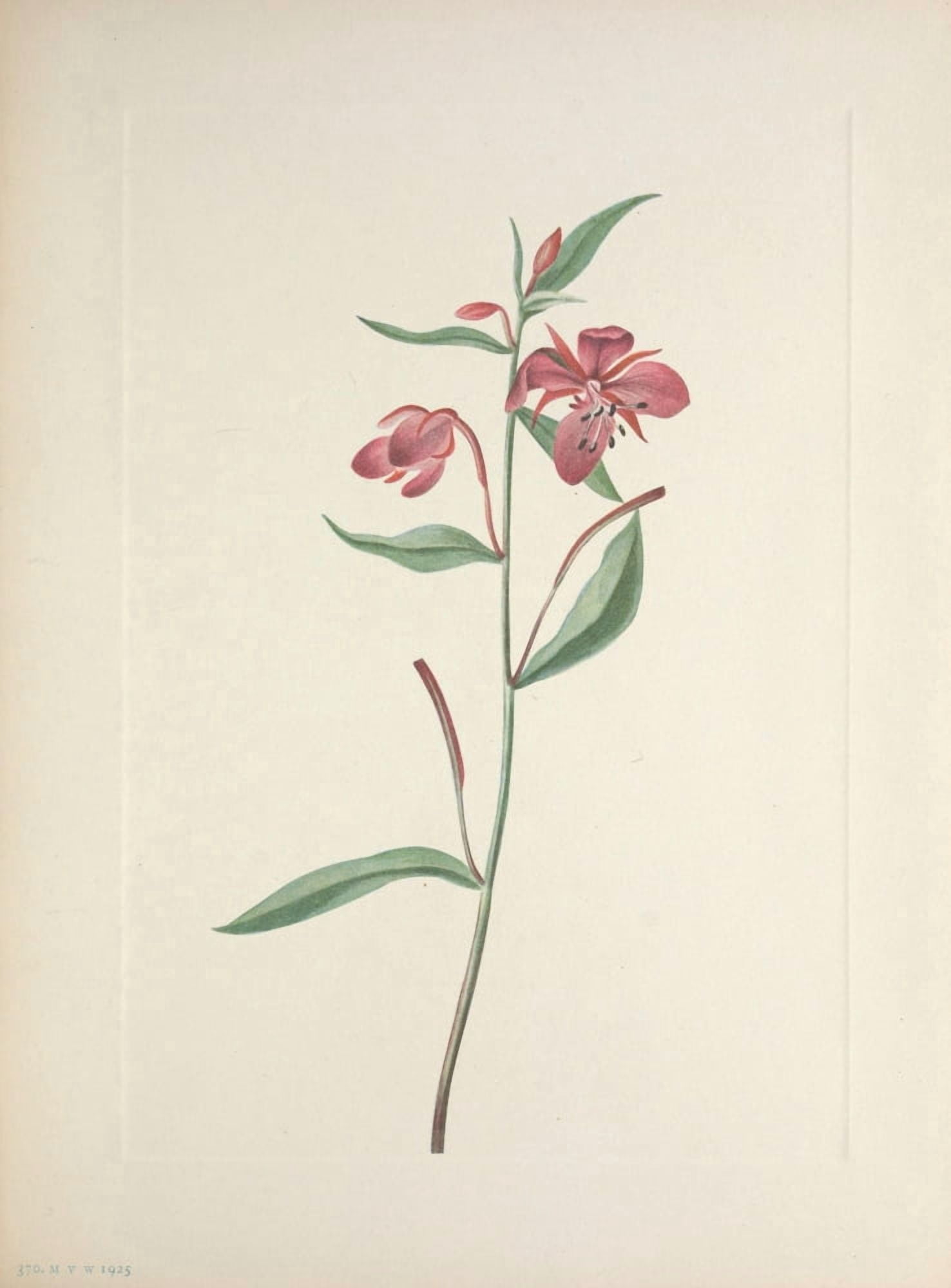 N American Wild Flowers 1925 Red Willowweed Canvas Art - Mary V Walcott (18 x 24)