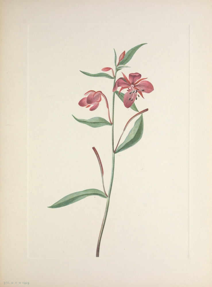 N American Wild Flowers 1925 Red Willowweed Canvas Art - Mary V Walcott (24 x 36)