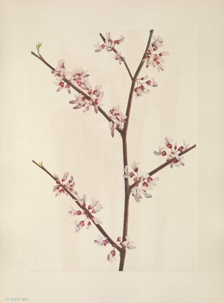 N American Wild Flowers 1925 Redbud Canvas Art - Mary V Walcott (18 x 24)