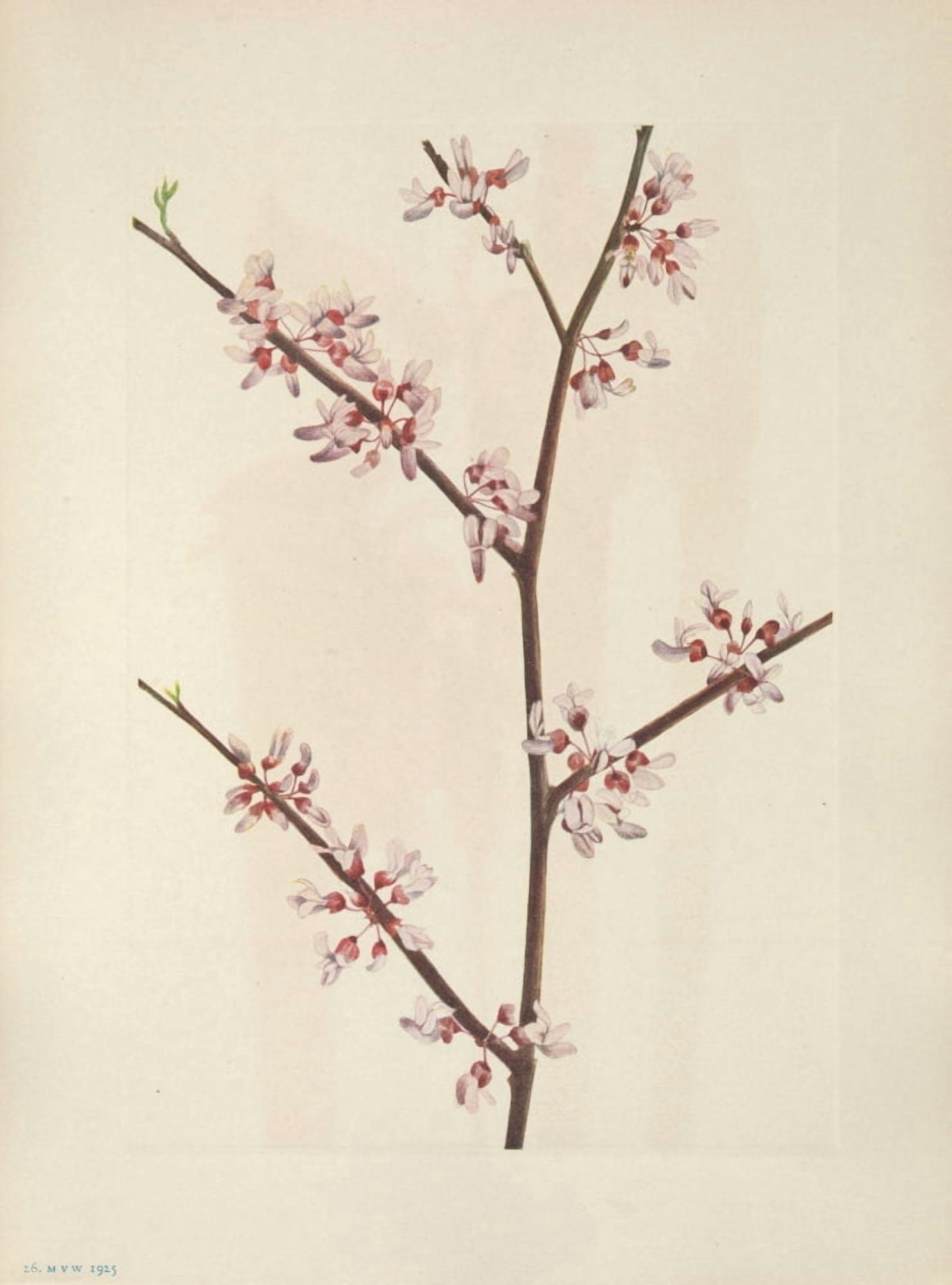N American Wild Flowers 1925 Redbud Canvas Art - Mary V Walcott (24 x 36)