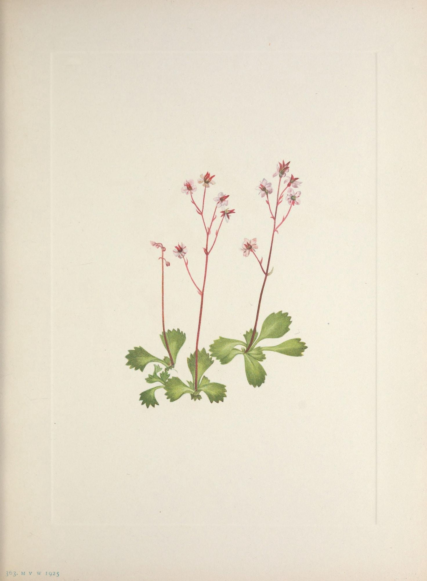 N American Wild Flowers 1925 Redstem Saxifrage Canvas Art - Mary V Walcott (24 x 36)