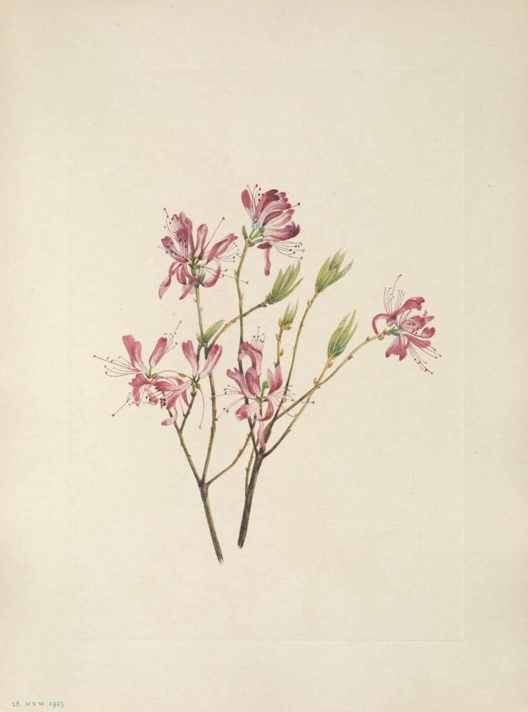 N American Wild Flowers 1925 Rhodora Canvas Art - Mary V Walcott (24 x 36)